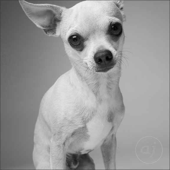 Q&A with Amanda Jones, Pet Photographer Extraordinaire